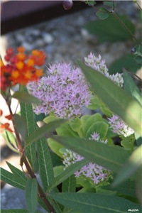 22c451c7-IMG_5976 sedum.jpg